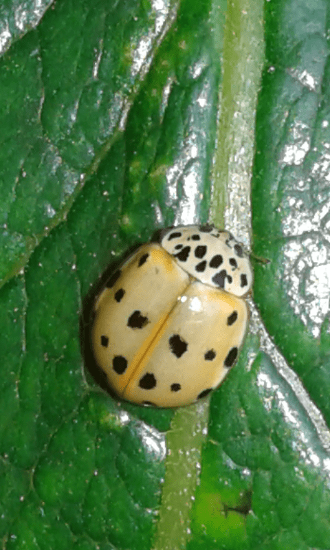 Coccinellidae : Harmonia quadripunctata? S.